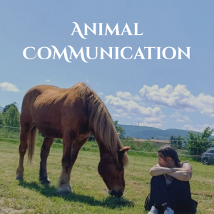 Sessione con il tuo Animale