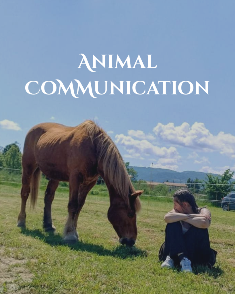 Sessione con il tuo Animale